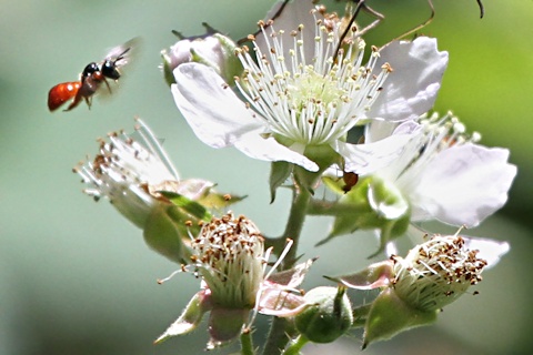 Reed Bee (Exoneura bicolor) (Exoneura bicolor)
